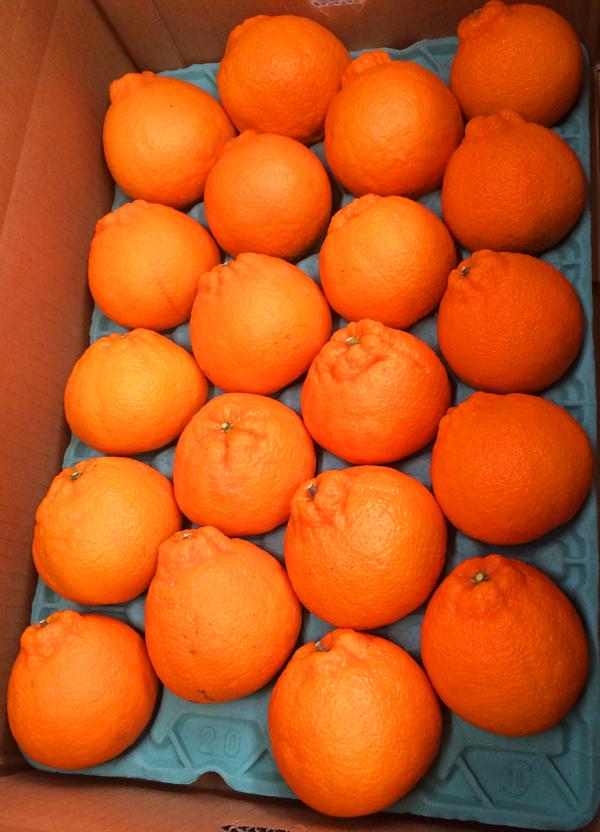 紀州有田産不知火(しらぬひ) 約５kg［2026年2月中旬以降発送］［先行予約］［UT40w］