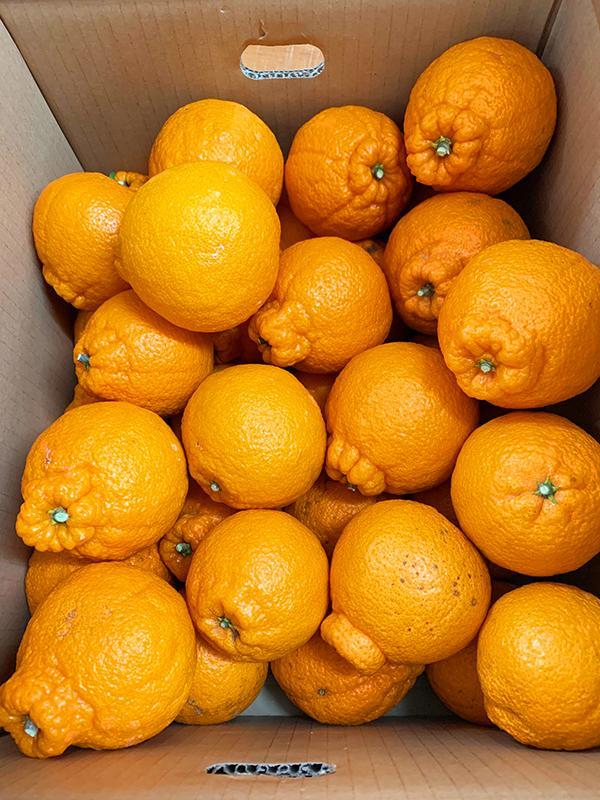 ［ご家庭用訳あり］紀州有田産不知火(しらぬひ) 約3kg［2026年2月中旬以降発送］［先行予約］［UT135w］