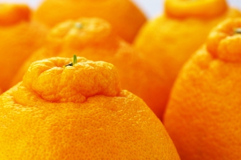 和歌山有田の濃厚デコポン 15～24玉 約5kg［先行予約］［MS78w］