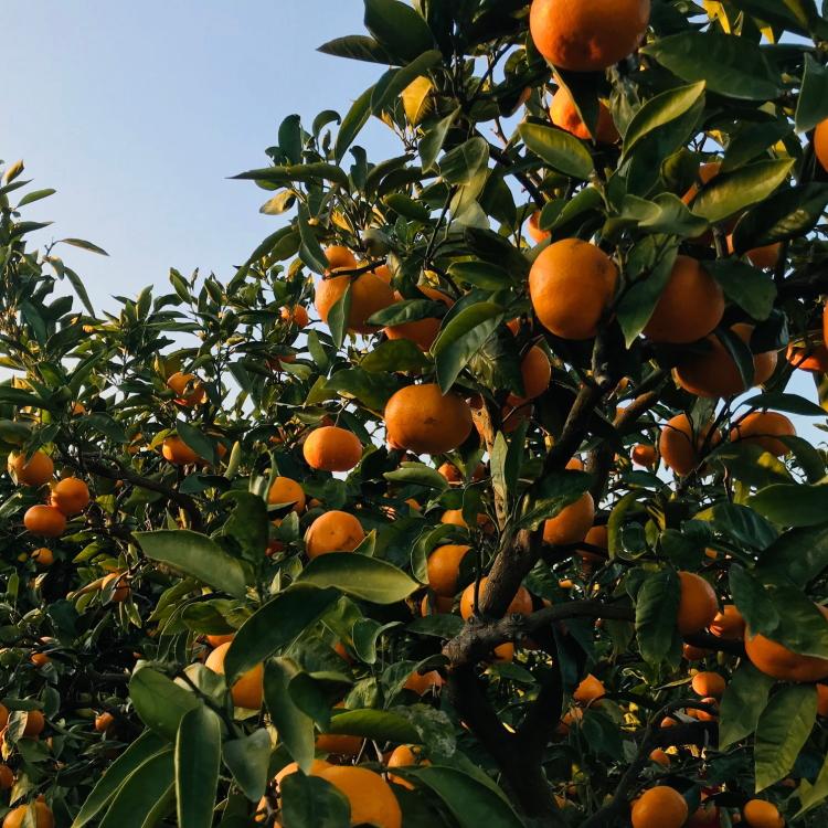 越冬本貯蔵 丹生系 みかん 2kg【先行予約】【高糖系みかん】