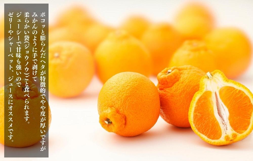 不知火 とにかく 小玉 箱込 5kg(内容量約 4.4kg) 秀優品混合 和歌山県産 産地直送［みかんの会］