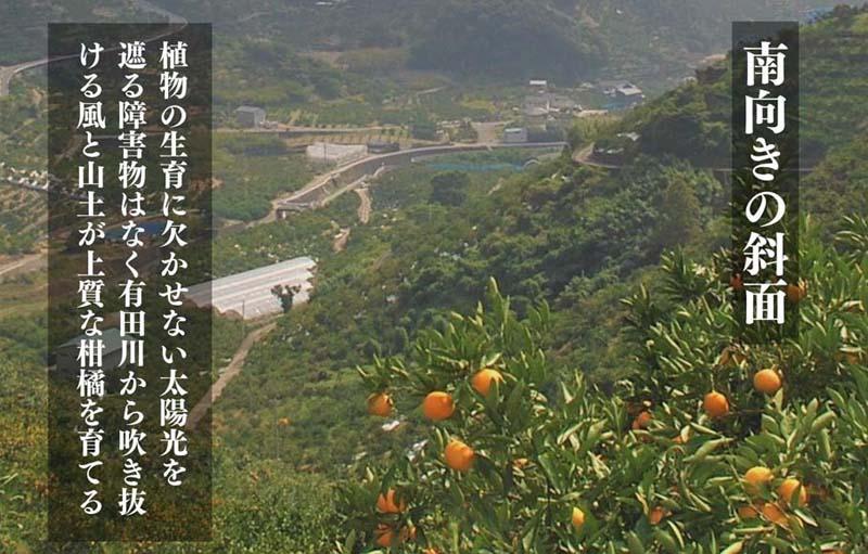 不知火 古豪の産地 田口の不知火 11玉木箱入 特選品 産地直送 贈答用 数量限定［みかんの会］