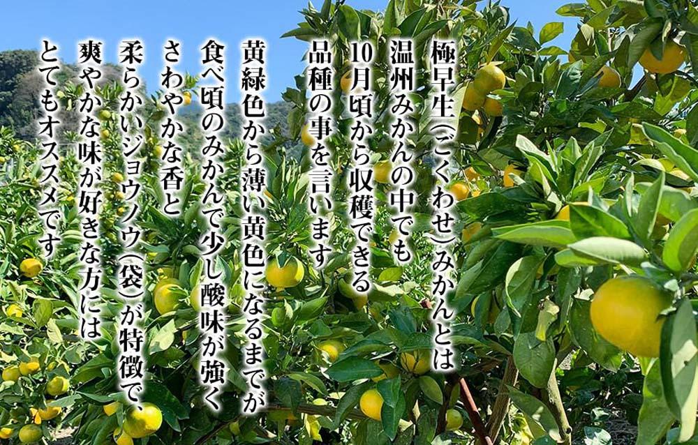 小玉みかん 極早生 箱込 5kg (内容量約 4.4kg) 3S～Sサイズ混合 秀品 優品 混合 有田みかん 和歌山県産 【みかんの会】［2026年10月上旬頃より順次発送予定］