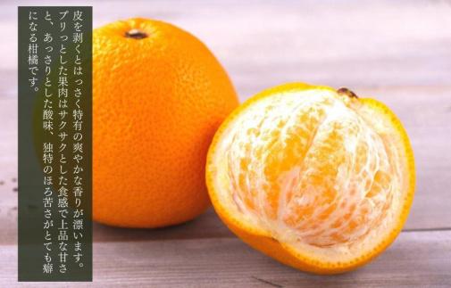 八朔 (はっさく)  玉ぞろい 箱込 2.5kg(内容量約 2.3kg) 2L L Mサイズのいずれか 秀品 優品 混合和歌山県産  産地直送［おまけ付き］［みかんの会］