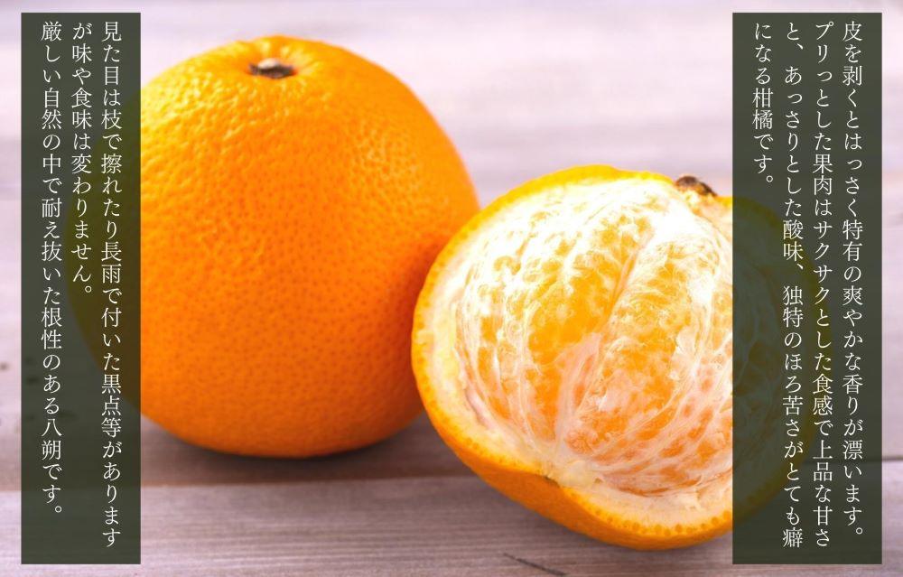 八朔 訳あり それでも 有田の八朔  (はっさく) 箱込 5kg (内容量約 4.4kg) サイズミックス B品 和歌山県産  産地直送［おまけ付き］［みかんの会］