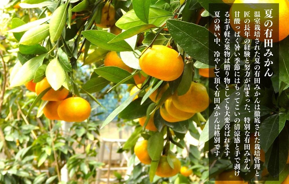 【5月出荷予定】小玉ちゃん ハウスみかん 温室栽培 夏の有田みかん 2kg 秀品 2Sサイズ以下 和歌山県 産地直送 みかんの会