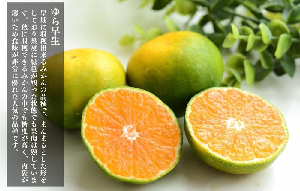 ゆら早生 みかん 箱込2.5kg (内容量2.3kg) SMLサイズのいずれか 秀品 優品 混合 有田みかん 和歌山県産 【みかんの会】［2026年10月下旬頃より順次発送予定］