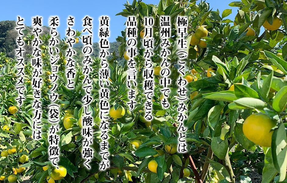 みかん 極早生 箱込 2.5kg (内容量約 2.3kg) S/M/Lサイズのいずれか 秀品 優品 混合 有田みかん 和歌山県産 【みかんの会】［2026年10月上旬頃より順次発送予定］