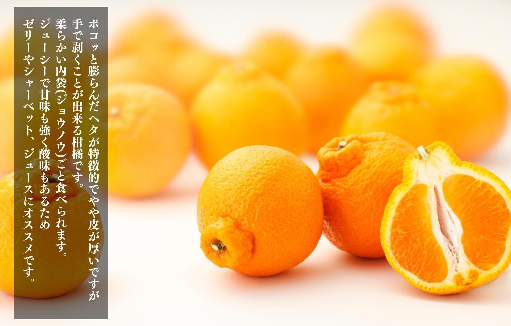 不知火 大玉 どっこいしょ 箱込 10kg (内容量約 9.2kg) 秀優混合 和歌山県産［みかんの会］