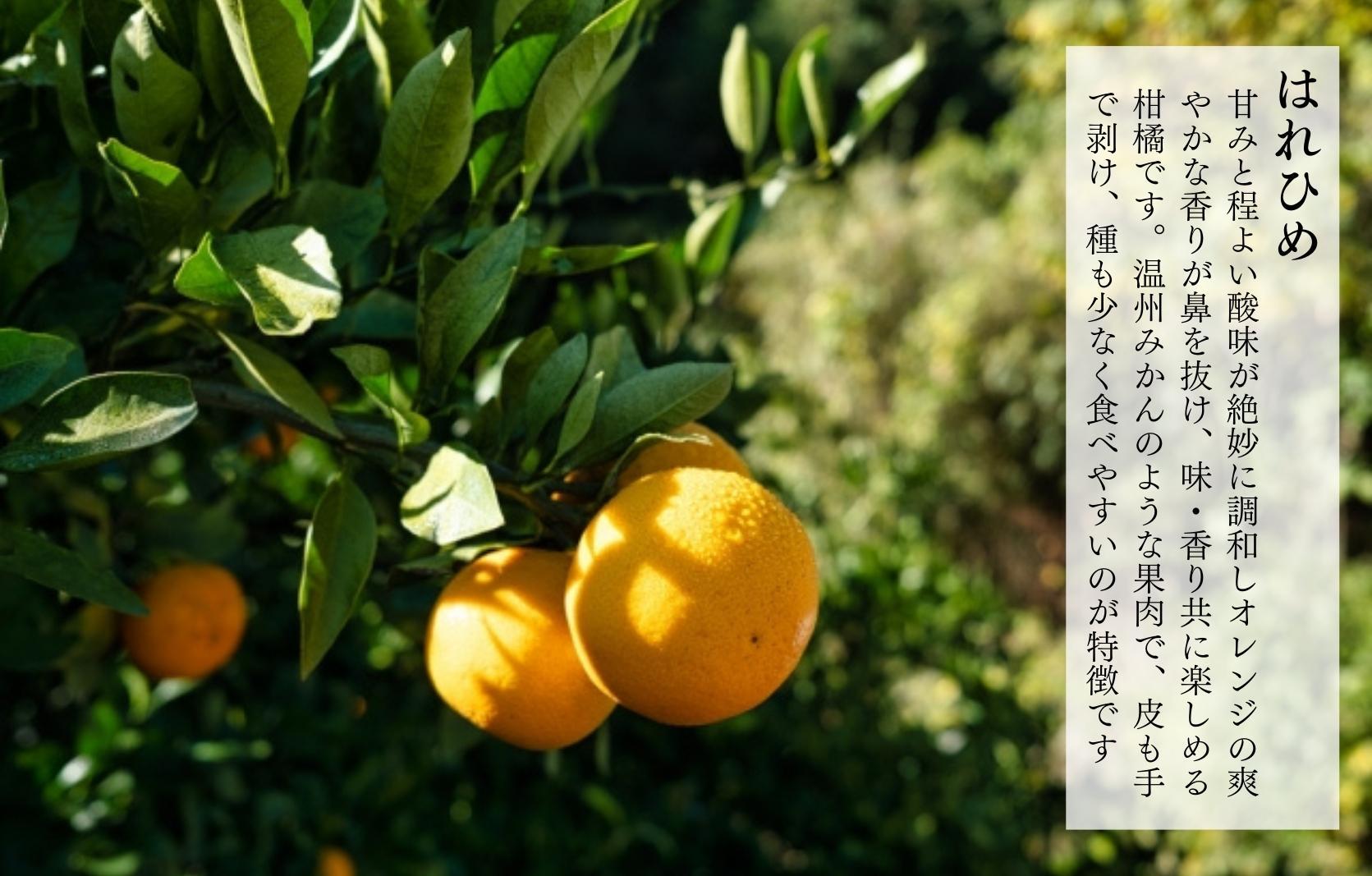 はれひめ みかん 箱込 2.5kg（内容量約 2.3kg） 秀品 優品 混合 サイズミックス 和歌山県産 産地直送【みかんの会】