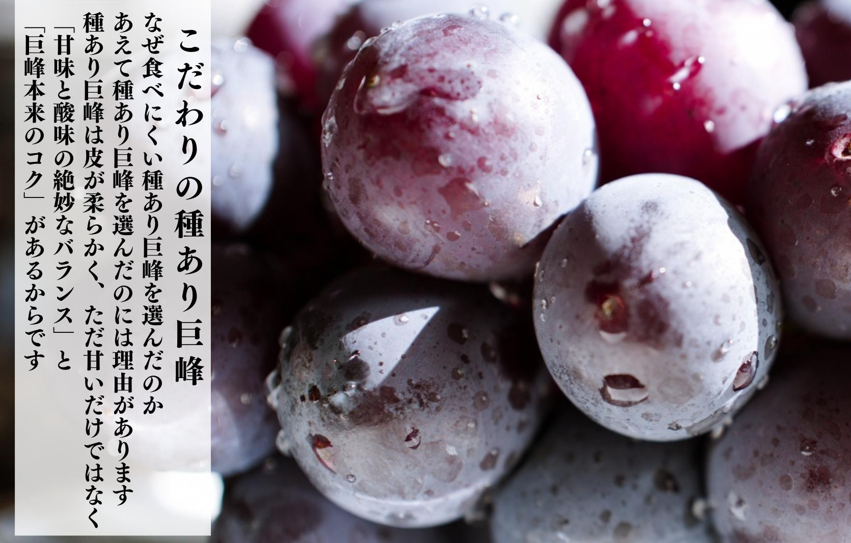 冷凍 種あり 巨峰 約500g 秀優混合 サイズミックス 和歌山県産 産地直送 ぶどう クール便  【みかんの会】