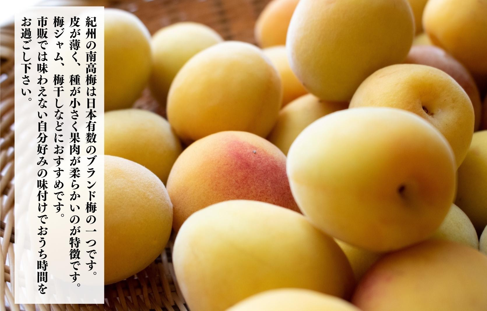 熟梅 南高梅 5kg 秀品 3Lまたは2Lサイズ 和歌山県産 A品 梅干し作り用 梅ジャム作り用