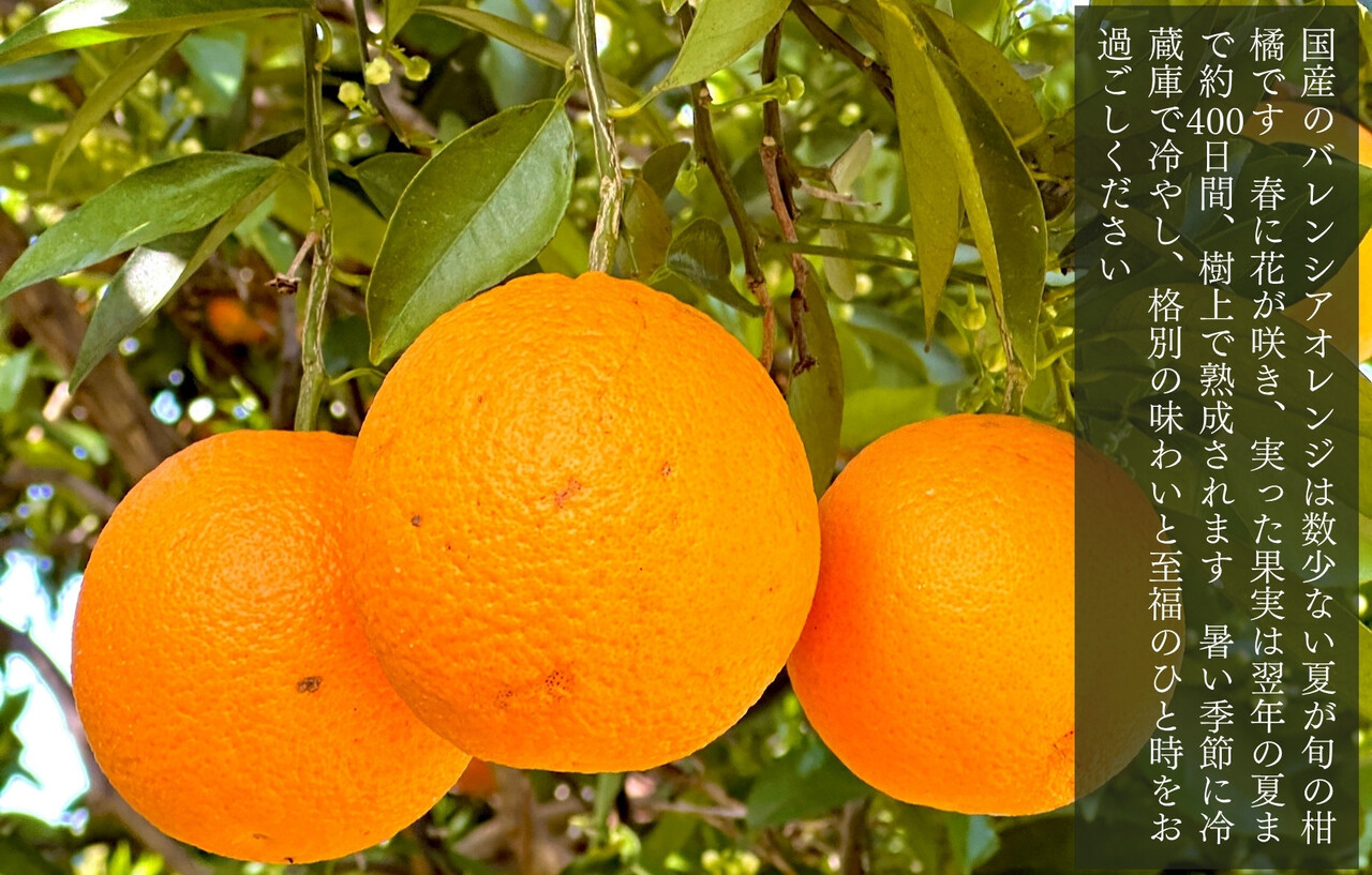 バレンシアオレンジ 国産 玉ぞろい 秀品 箱込 7.5kg (内容量 6.8kg ) 2L L M サイズのいずれか 和歌山県産 産地直送【みかんの会】