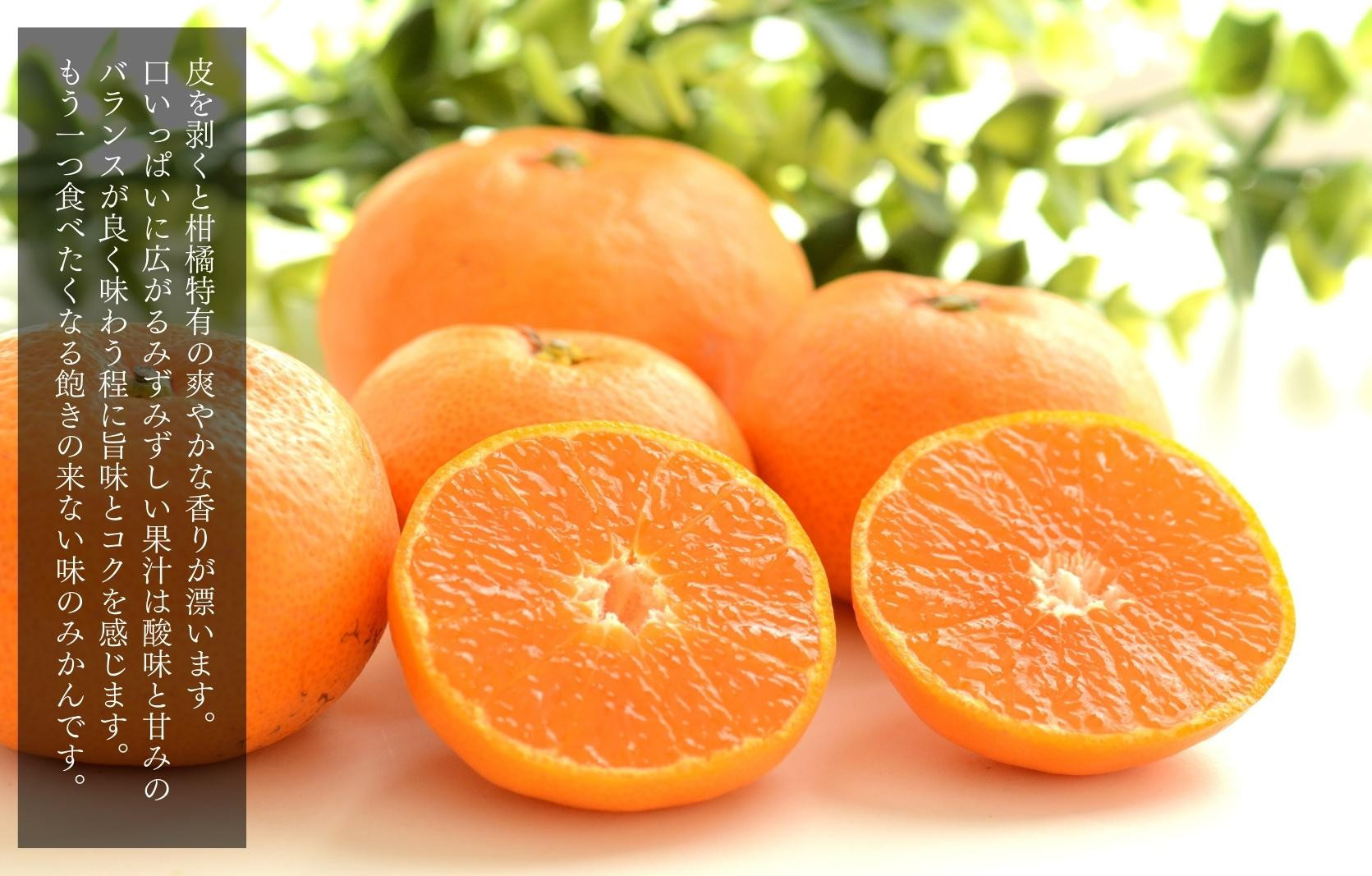 みかん うま採り 箱込約 1kg（内容量0.9kg） 光センサー選別 みかんの会厳選 サイズミックス 和歌山県産 産地直送 【みかんの会】［2025年11月中旬より2026年1月中旬頃順次出荷予定］