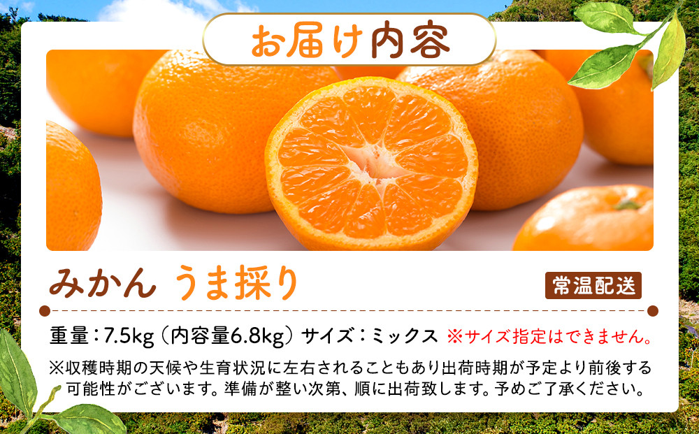 みかん うま採り 箱込約 7.5kg（内容量6.8kg） 光センサー選別 みかんの会厳選 サイズミックス 和歌山県産 産地直送 【みかんの会】［2026年11月中旬より順次出荷予定］