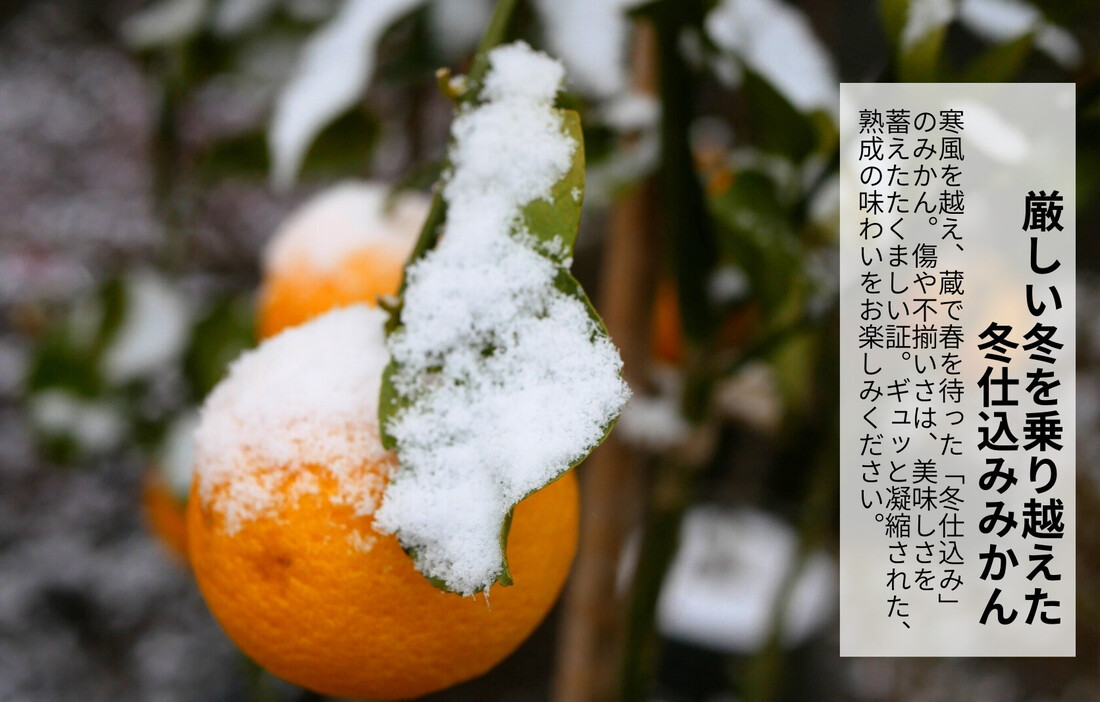 みかん 春待ち 越冬みかん 箱込10kg(内容量9.2kg) 等級／サイズミックス 和歌山県産 産地直送