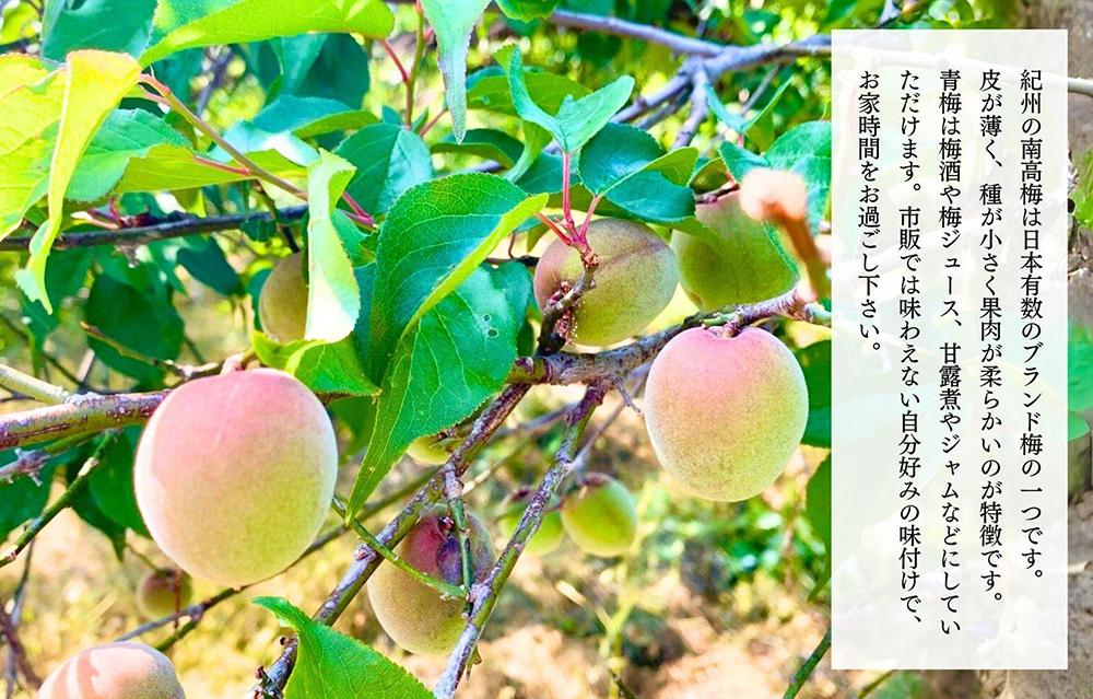 ［2026年6月上旬出荷］青梅 南高梅 3kg 秀品 LまたはMサイズ 和歌山県産 A品 梅酒作り用 梅ジュース作り用