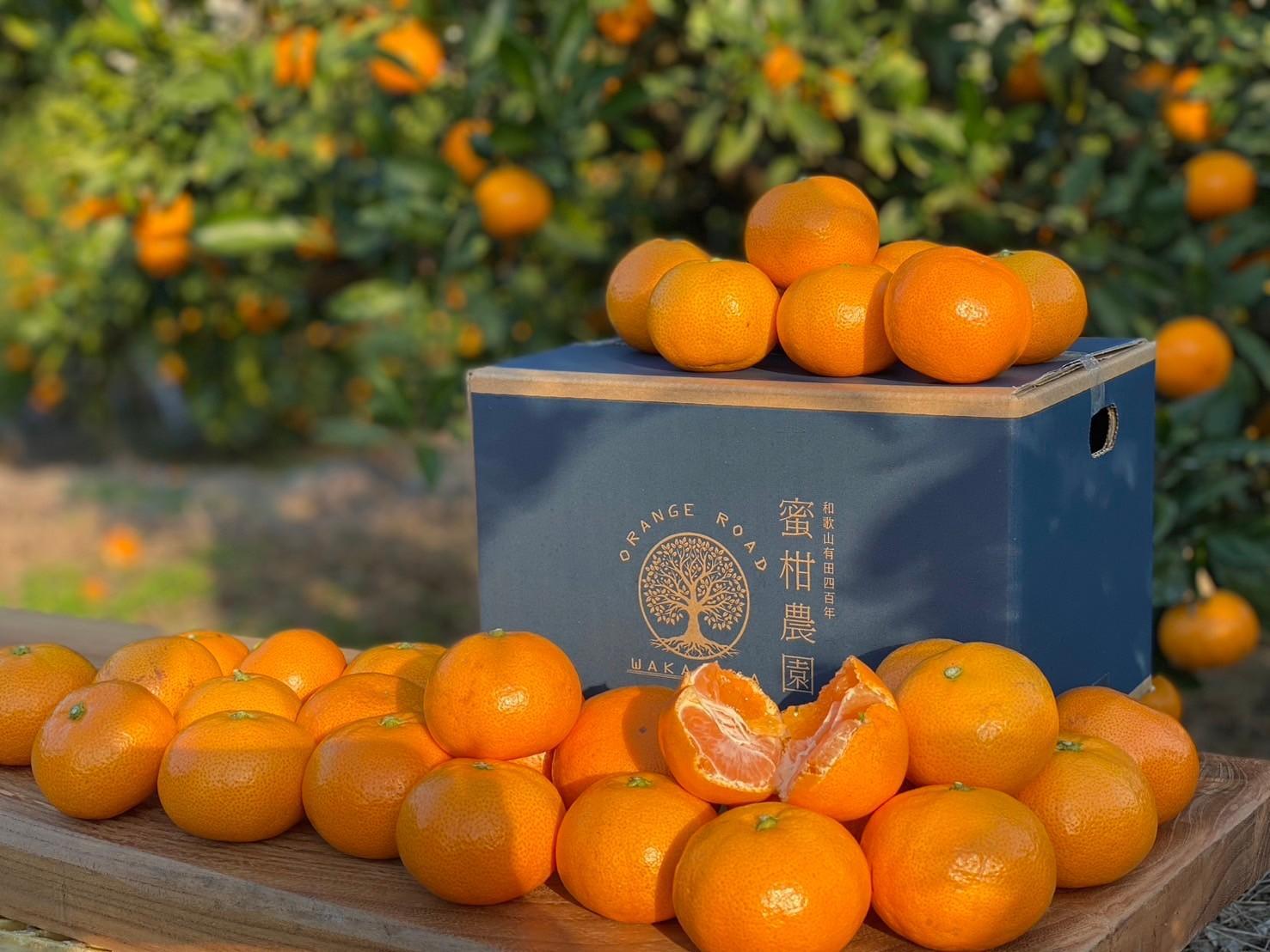  有田みかん 家庭用  3kg  (和歌山県産)  味重視