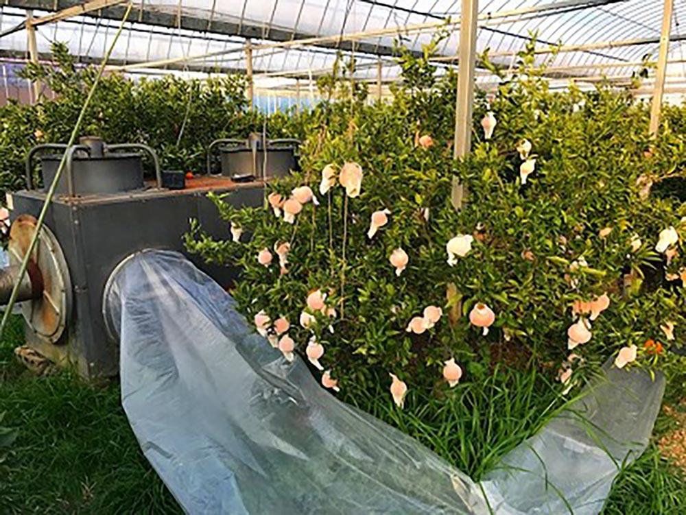 ちょっと 傷あり 柑橘の大トロ ハウス せとか 大玉 6 ～ 8玉入 化粧箱 南泰園