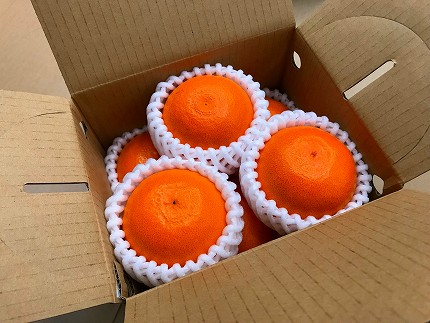 甘っ子 小玉 ハウス せとか 9玉入 手さげ箱 南泰園