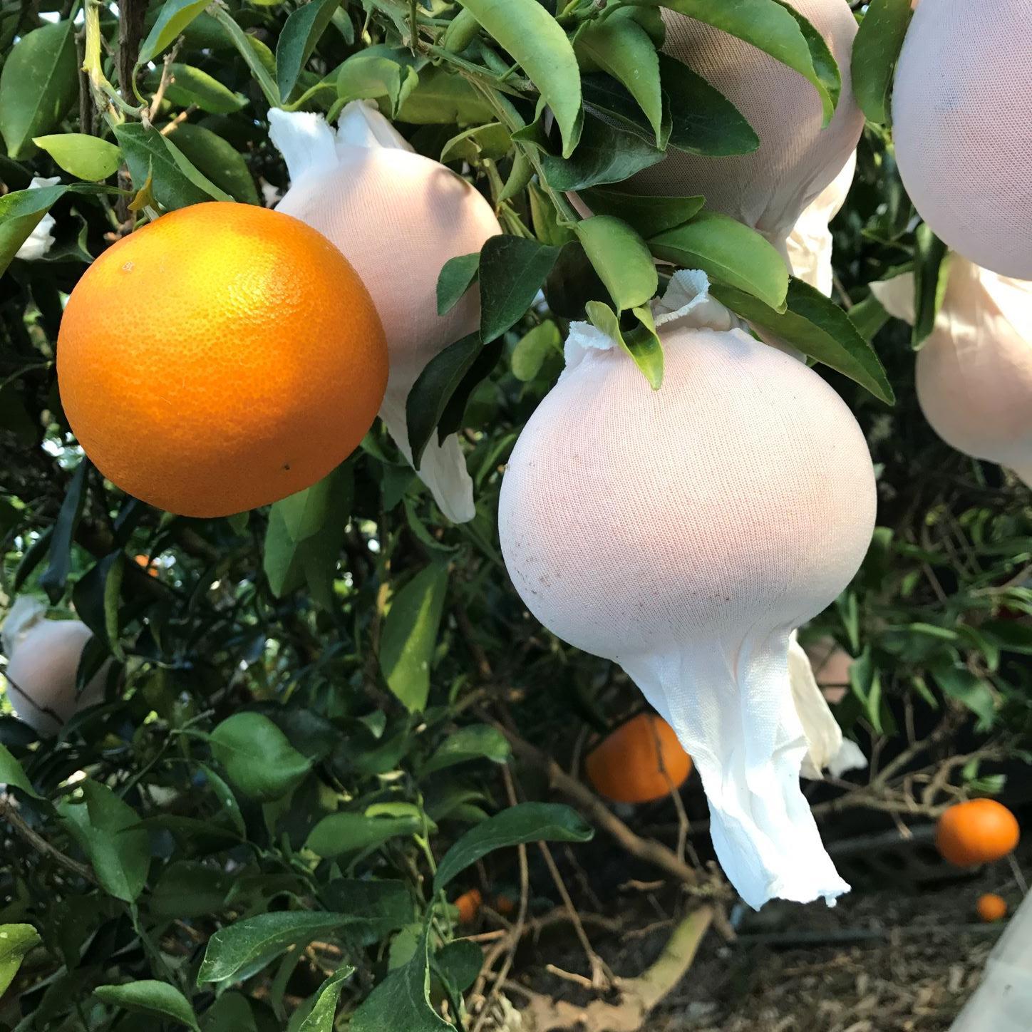 お試し規格 柑橘の大トロ ハウス せとか 厳選 中玉 2玉入 手さげ箱 南泰園 和歌山 有田