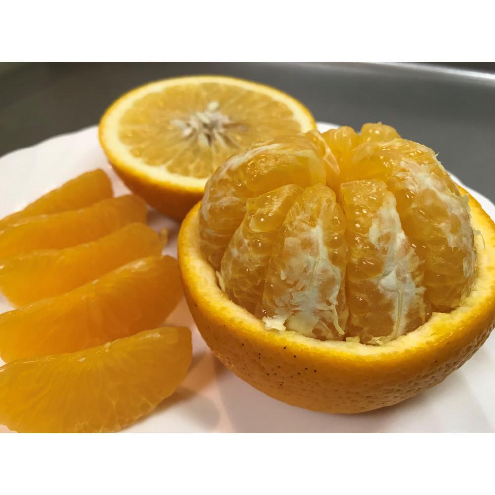 【ANA限定】1・4月発送 全2回 定期便 はっさく マニア 貯蔵 ＆ 木成完熟  特秀 15 または 18玉  2段詰 和歌山 有田 南泰園