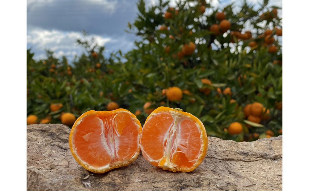年内発送 等級混合 有田みかん M ～ SS以下 サイズ 約1.6kg 南泰園 和歌山 有田 みかん