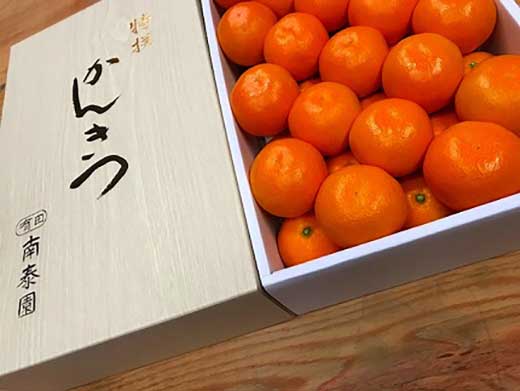 年内発送 完熟早生 有田みかん 化粧箱 特秀 M サイズ 40玉入 和歌山 南泰園 みかん