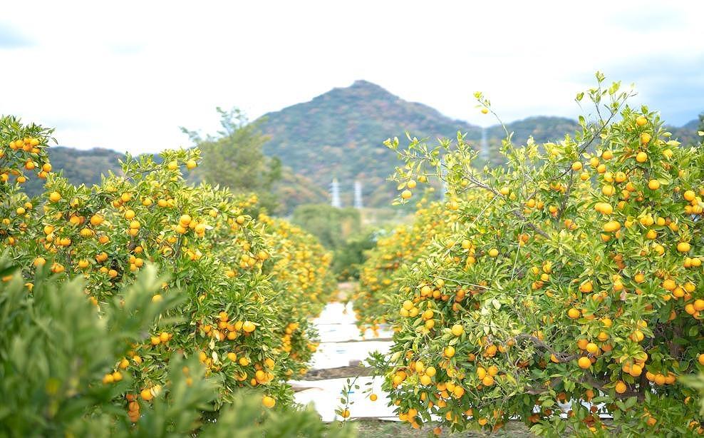 年内発送 完熟早生 有田みかん 化粧小箱 特秀 M サイズ 20玉入 和歌山 南泰園 みかん