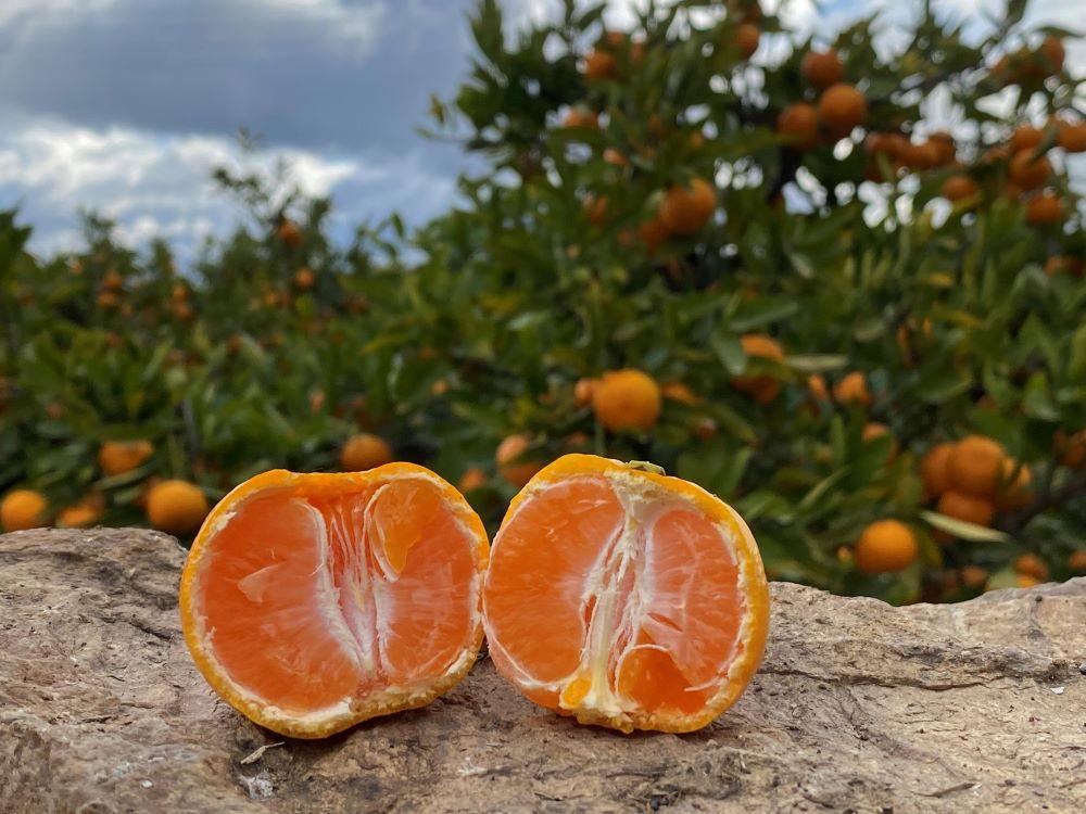 年内発送 ちょっと 傷あり 完熟早生 有田みかん L または M 5kg 和歌山 南泰園 みかん