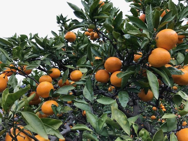 年内発送 訳あり 傷多め 完熟早生 有田みかん 5kg サイズおまかせ 和歌山 南泰園 みかん