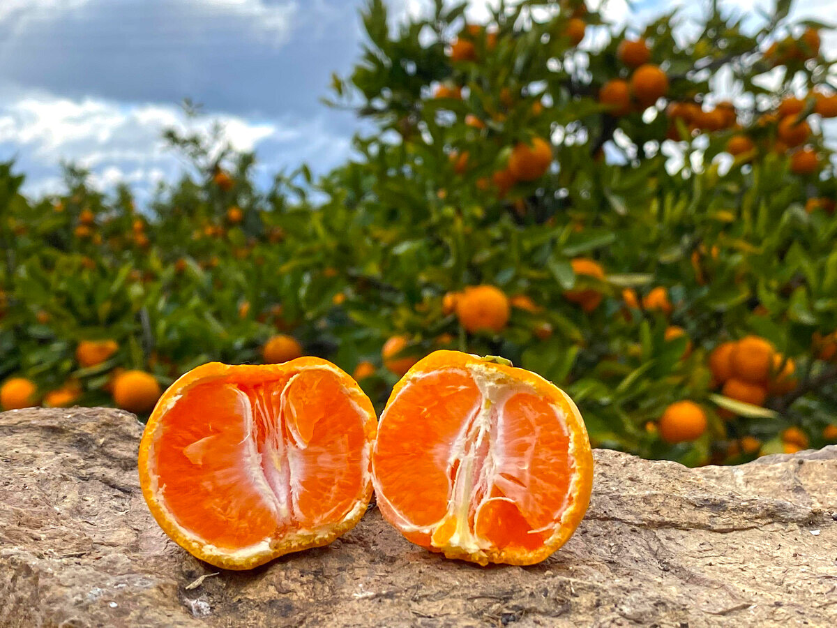 有田みかん 小玉ちゃん 等級混合 2.2kg 小玉2S～4Sサイズ混合 和歌山 南泰園 みかん