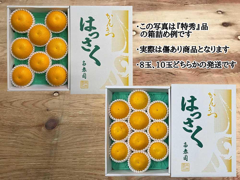 手詰め 有田 はっさく L × 8玉 または M × 10玉 サイズ ちょっと 傷あり 南泰園 みかん