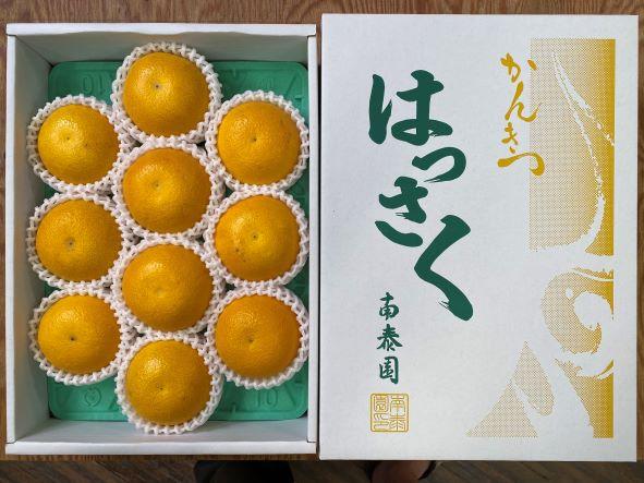 4月 まで 木成 完熟 させた 有田 はっさく 特秀 M × 10玉 化粧箱 南泰園 みかん