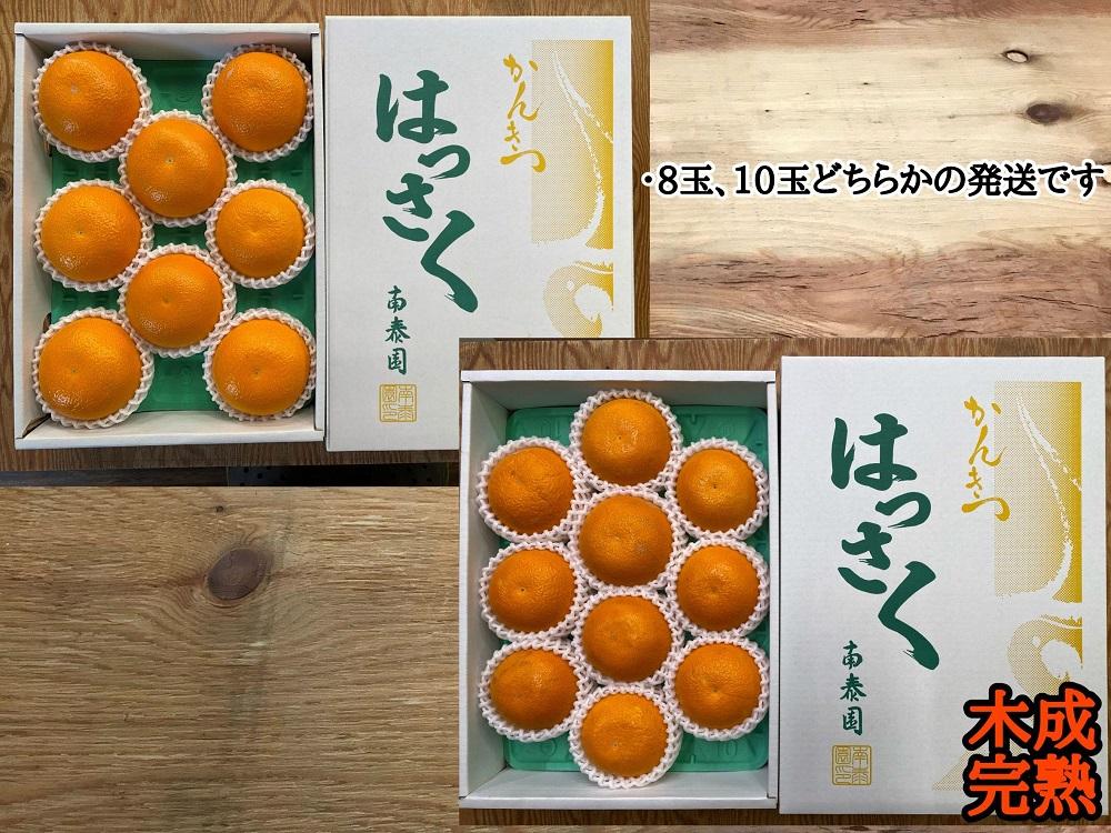 木成完熟 紅はっさく 特秀 L × 8玉 または M × 10玉 サイズ 化粧箱 南泰園【2026年4月上旬～発送】