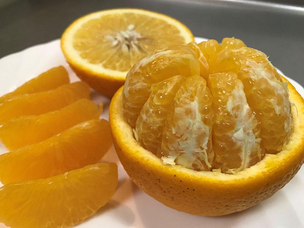 ちょっと 傷あり 木成完熟 紅はっさく 大玉 2L × 4玉入 茶小箱【2026年4月上旬～発送】