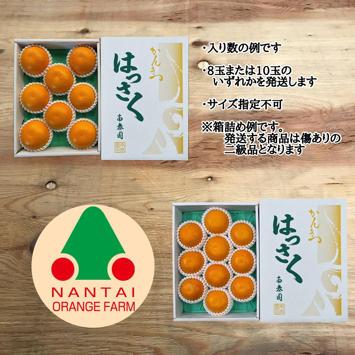 ちょっと 傷あり 木成完熟 紅はっさく L × 8玉 または M × 10玉 サイズ 化粧箱【2026年4月上旬～発送】
