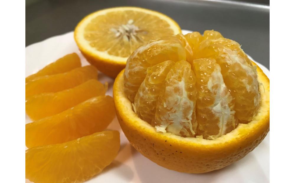 【ムッキー同梱】 ちょっと 傷あり 木成完熟 紅はっさく 2L ～ M ( 4玉 ～ 6玉 ) 手さげ箱 【2026年4月上旬～発送】