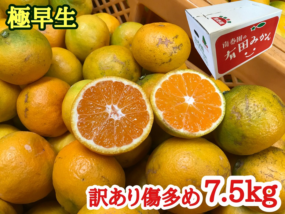定期便 先行受付 2025年 10月発送スタート 訳あり 傷多め 7.5kg × 3回 コース 有田みかん 食べくらべ 3種 南泰園