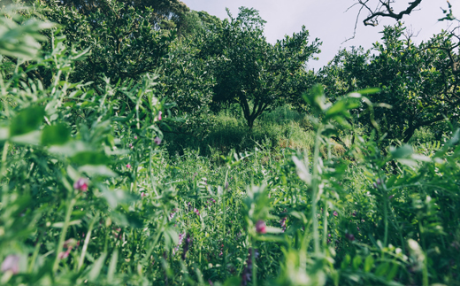 【数量限定】草生栽培園の無添加みかんジュース【720ml×20本】