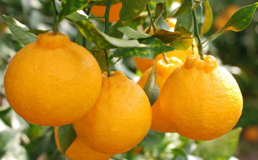 ［濃厚］有田の不知火約4kg（10～18玉）★2026年2月中旬頃より順次発送［TM29w］