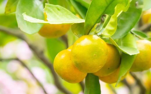 【厳選】紀州有田の完熟極早生みかん約7.5kg(サイズ混合)★2025年10月下旬頃より順次発送