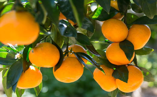 [秀品]和歌山有田みかん約6kg(3Lサイズ) ★2025年11月中旬頃より順次発送