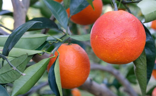 ［希少・高級柑橘］国産濃厚ブラッドオレンジ「タロッコ種」約3kg★2026年4月頃より順次発送予定［TM148w］