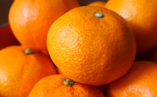 ［高糖系］貯蔵越冬丹生系みかん約5kg（S～Lサイズおまかせ）★2026年2月下旬頃より順次発送