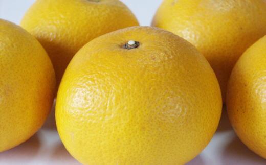 ［手選果］有田産の八朔10kg（SまたはMサイズいずれかお届け）★2026年1月下旬より順次発送