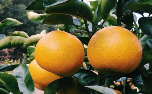 ［手選果・訳あり］有田産の八朔10kg（サイズ混合）★2026年1月下旬より順次発送