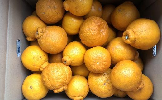 有田の不知火 約6.5kg サイズ混合［ 濃厚 ご家庭用向け ］★2026年2月中旬頃より順次発送