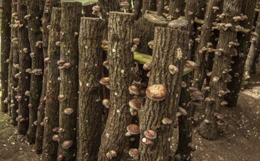 原木生しいたけ約700g 和歌山有田産 ★2025年11月下旬頃より順次発送