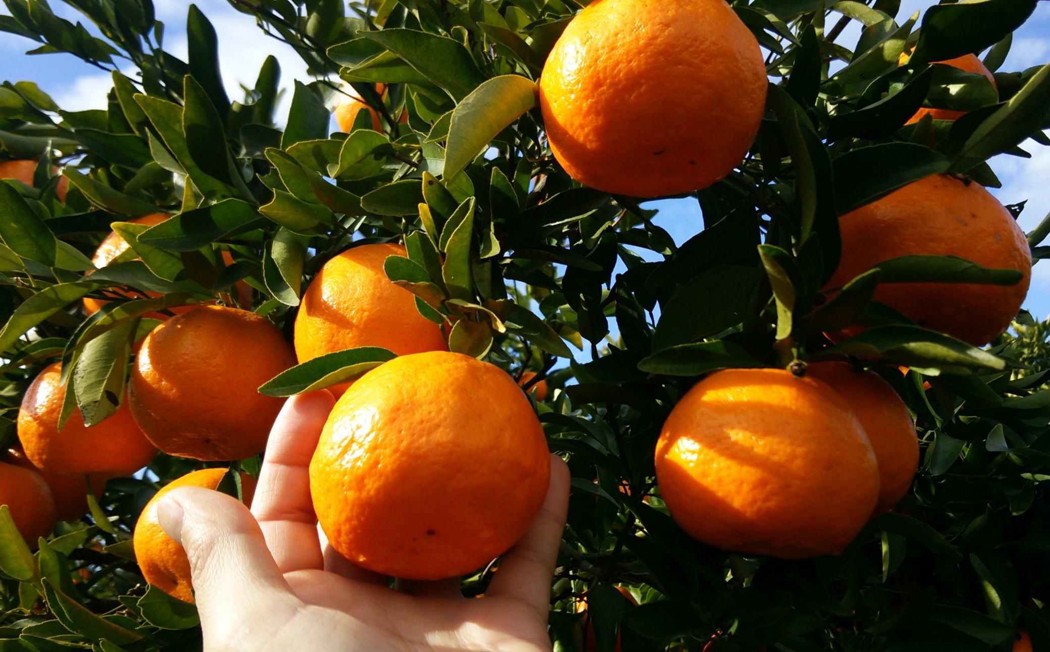 【農園直送】和歌山有田産の濃厚はるみみかん約4kg(サイズ混合)★2026年2月中旬頃より順次発送